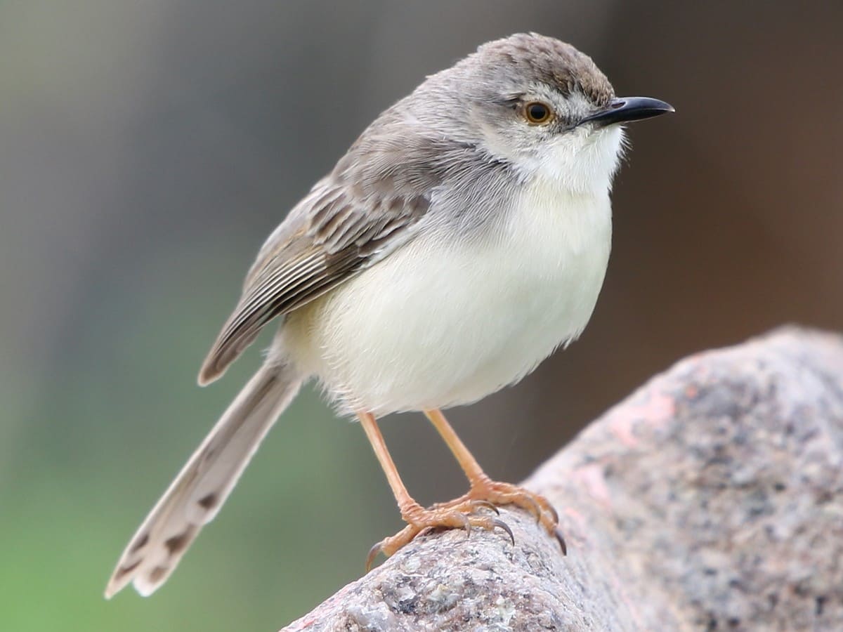 Plain Prinia